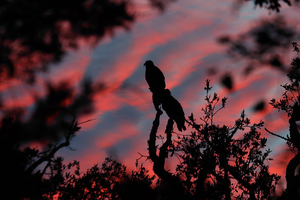 Bird silhouettes at sunset at Lake Somerville State Park and Trailway in Burleson County, Texas