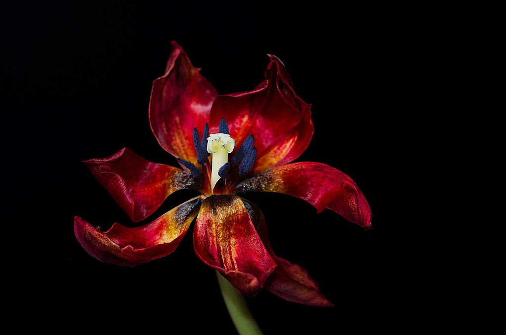red flower with a black background